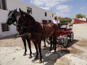 a day in the Cortijo