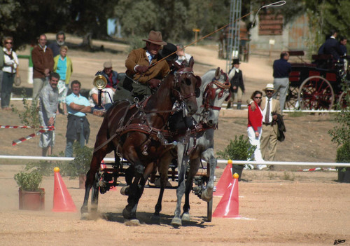 horse back ride exhibition